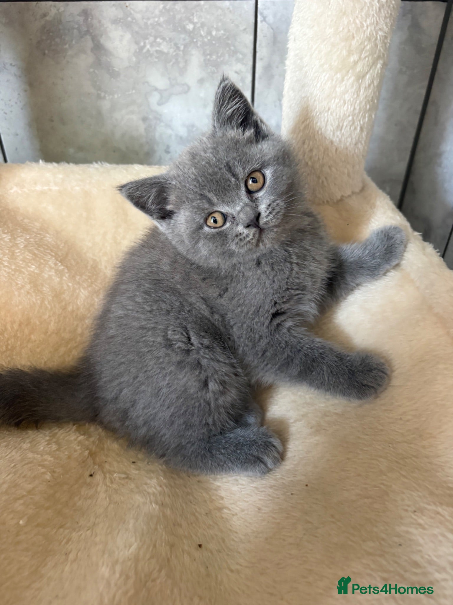 British Shorthair cats British Short Hair Blue and Lillac Kittens Females - Advert 2