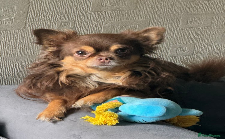 Chihuahua dogs - Advert 2