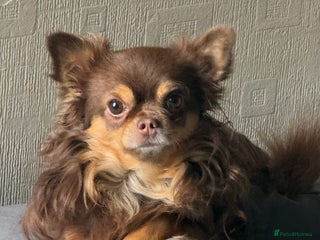 Chihuahua dogs - Advert 4