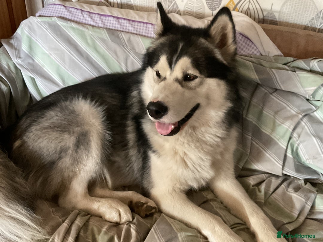 Utonagan dogs for sale: Husky x malamute  - Image 37