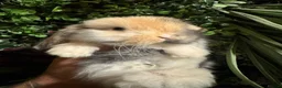 Mini Lop rabbits for sale: Superb pure bred mini lops available  - Advert 15