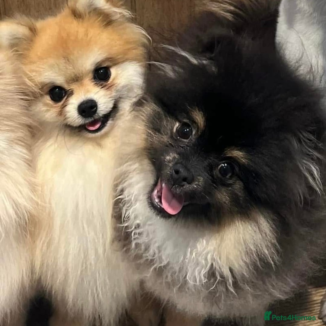 Pomeranian dogs for sale: Unique patterned Pomeranians 🩵🩷 - Image 2