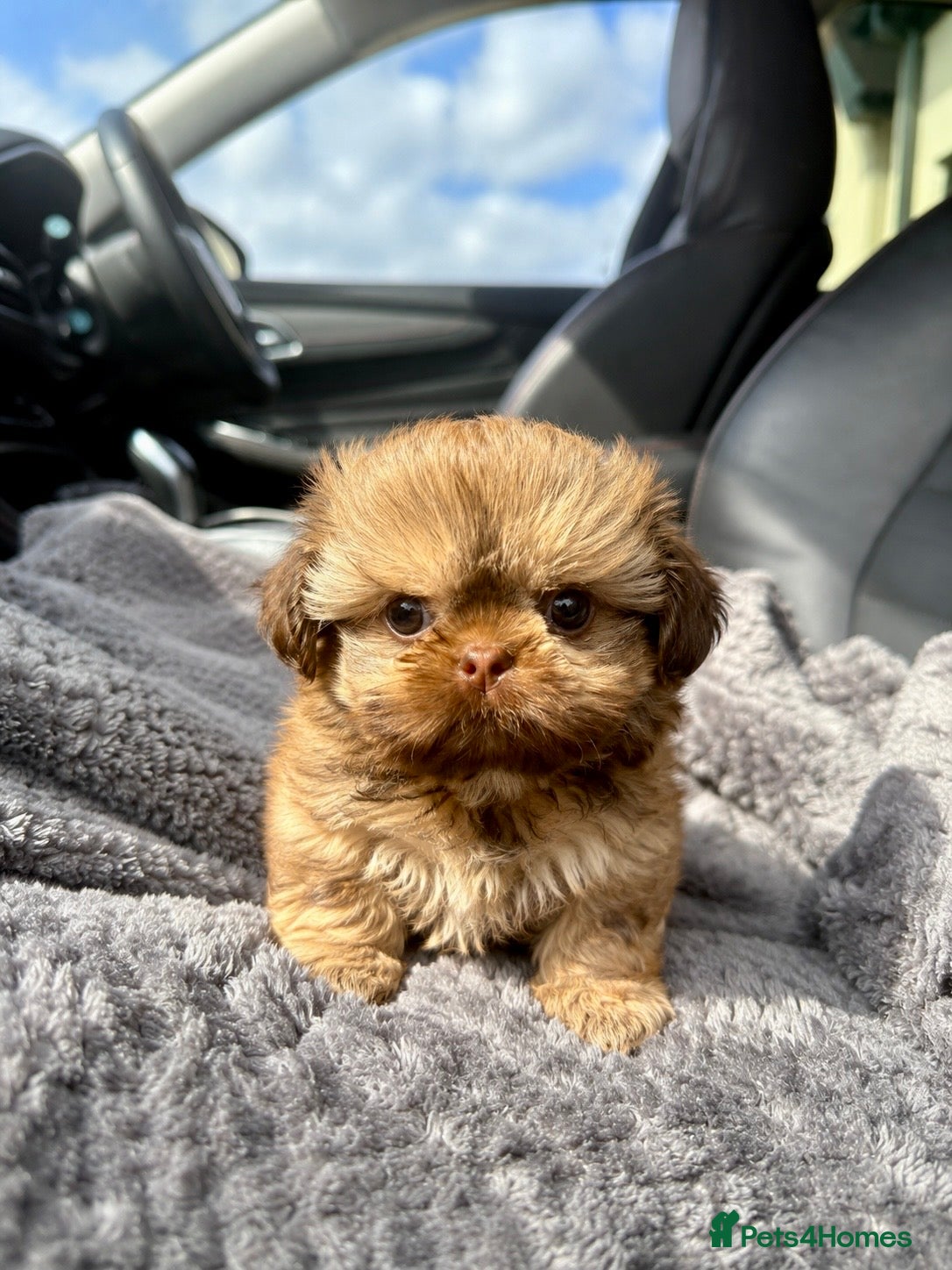 Shih Tzu dogs Last Beautiful Imperial Shih Tzu Boy - Advert 5