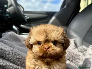 Shih Tzu dogs Last Beautiful Imperial Shih Tzu Boy - Advert 5