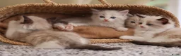 Ragdoll cats for sale: Tica Registered 💎 Ragdoll Kittens - Advert 7
