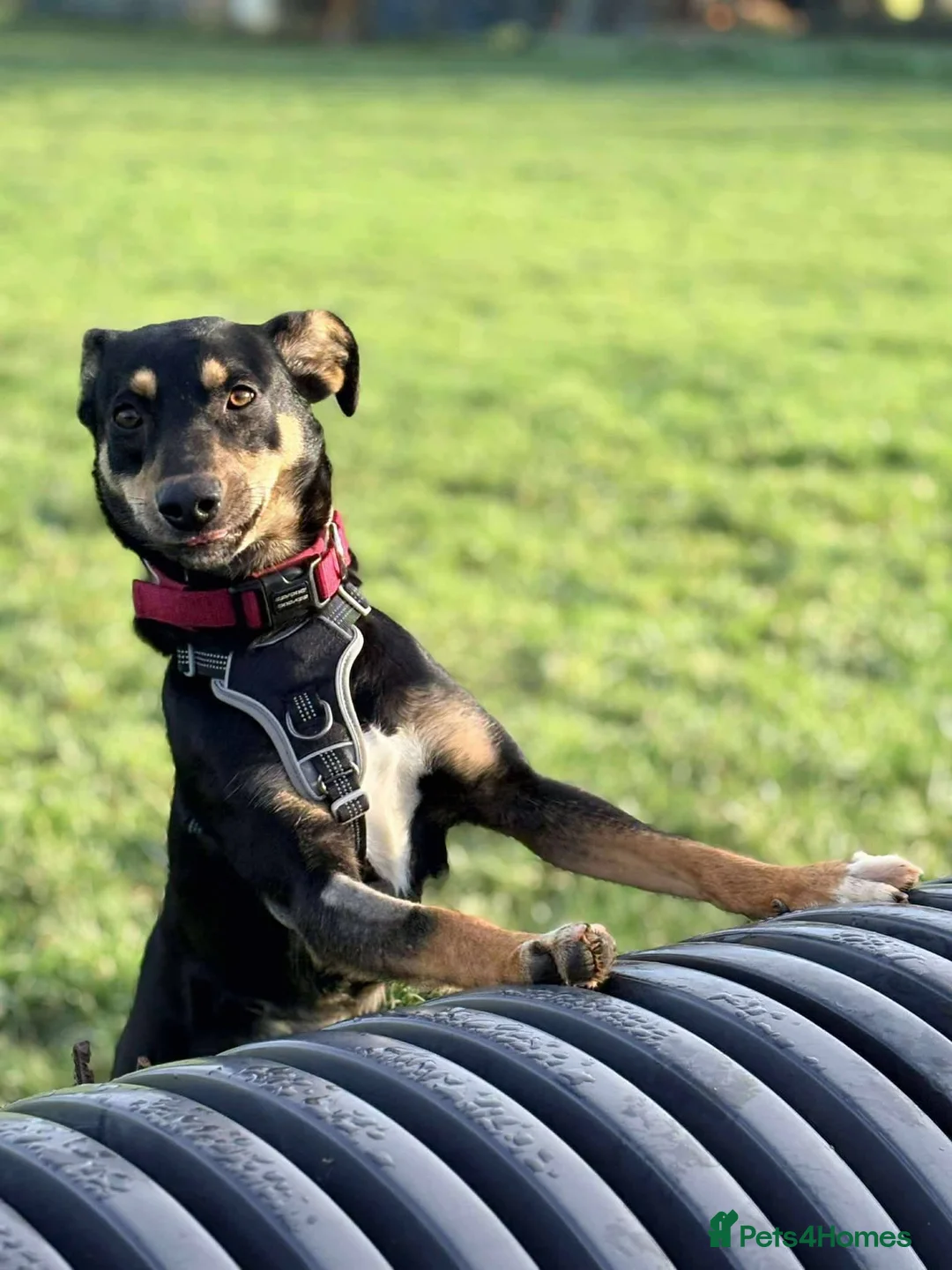 Mixed Breed dogs for adoption: Meet Puffin currently residing in Essex - Advert 4