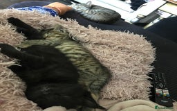 Mixed Breed cats for sale: Kittens  - Image 7