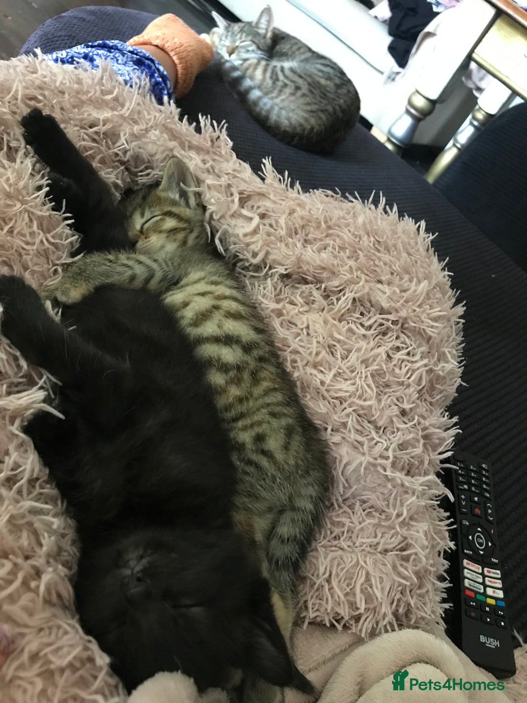 Mixed Breed cats for sale: Kittens  - Image 7