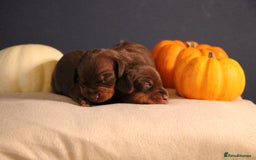 Miniature Dachshund dogs for sale: Pedigree KC show line miniature dachshund puppies  - Image 9
