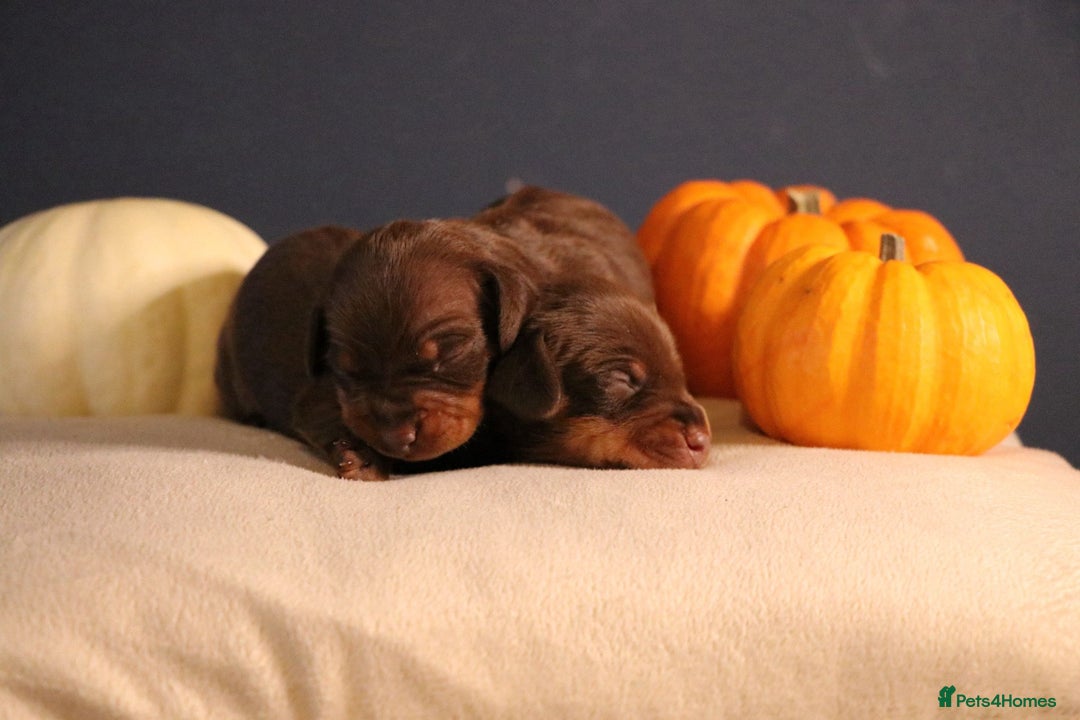 Miniature Dachshund dogs for sale: Pedigree KC show line miniature dachshund puppies  - Image 9