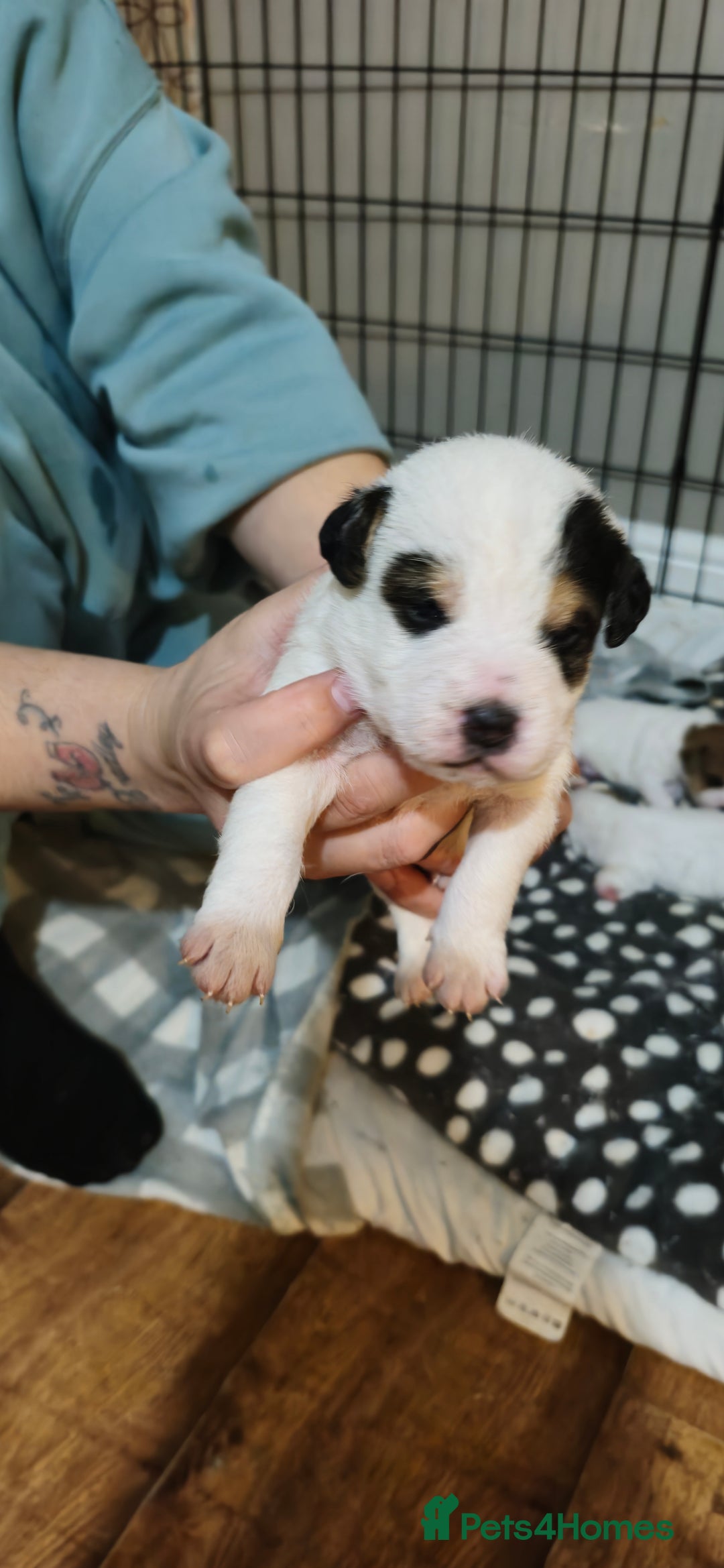 Parson Russell dogs for sale: Parson russell  - Image 1