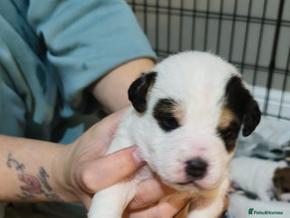 Parson Russell dogs for sale - Advert 1