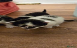 Mixed Breed cats for sale: Pretty black and white fluffy kittens - Image 13