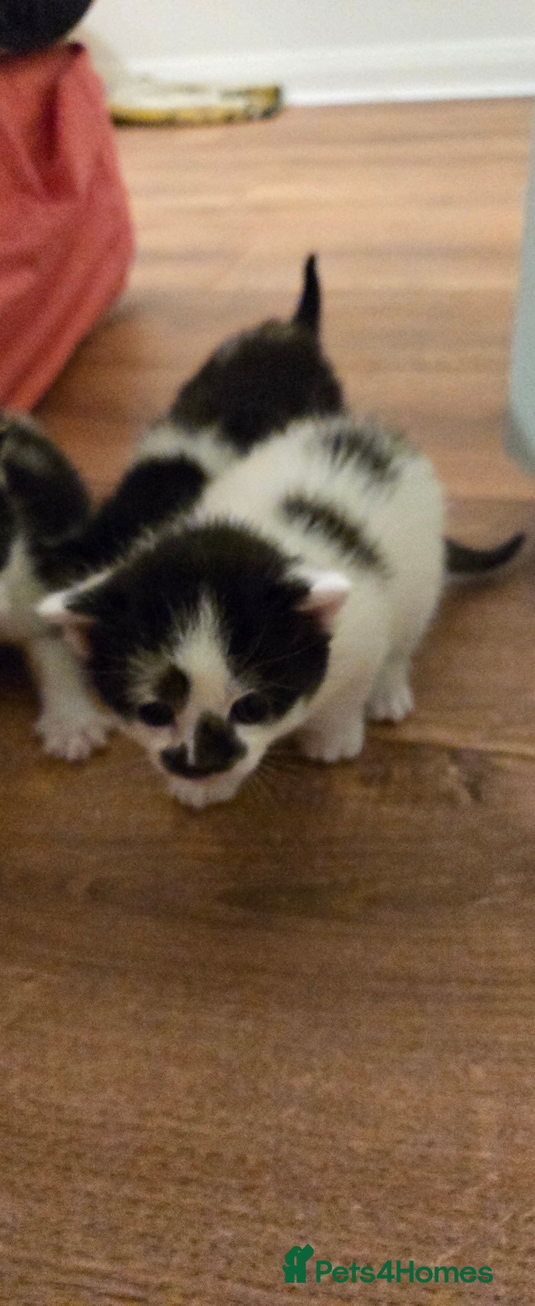 Mixed Breed cats for sale: Pretty black and white fluffy kittens - Image 13