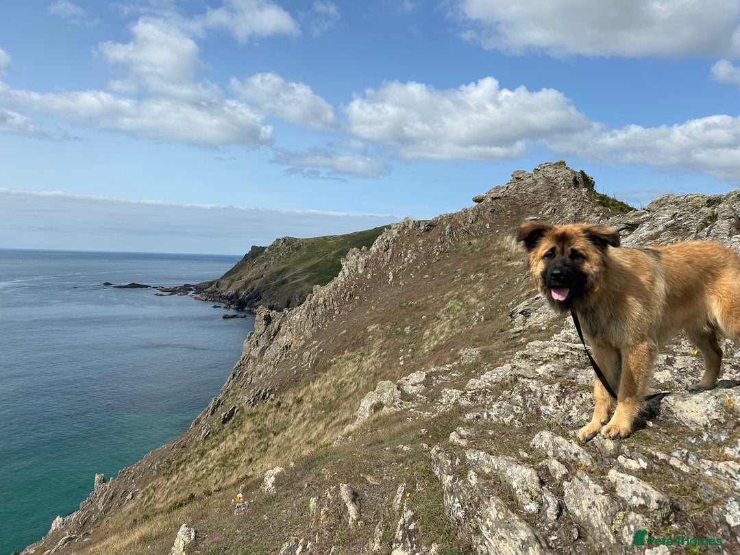Mixed Breed dogs for sale: 2 year old German shepherd x chow - Image 6