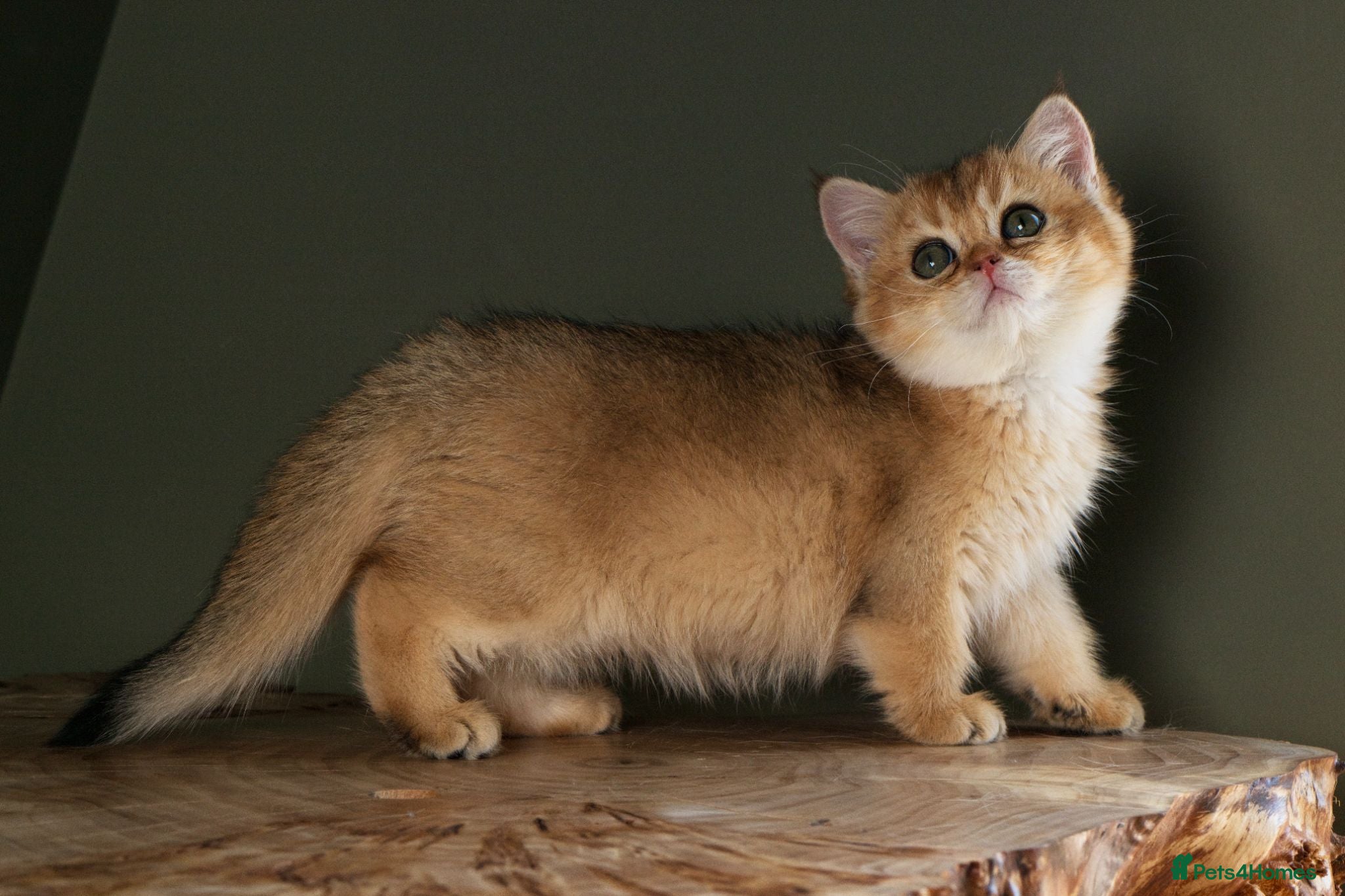 British Shorthair cats Stunning BSH Black Golden Shaded Kittens  - Advert 2