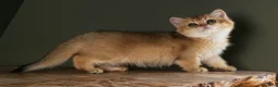 British Shorthair cats for sale: Stunning BSH Black Golden Shaded Kittens  - Advert 2
