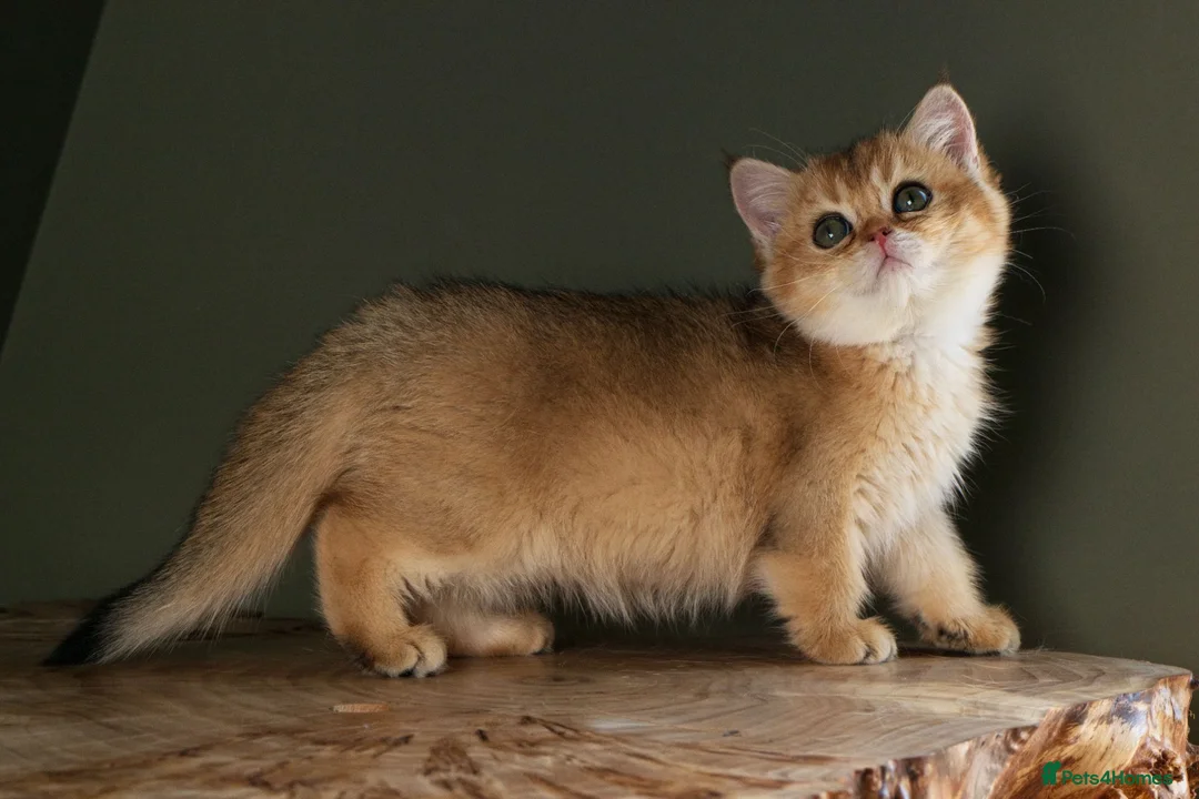 British Shorthair cats for sale: Stunning BSH Black Golden Shaded Kittens  - Advert 2