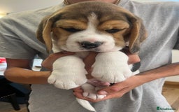 Beagle dogs for sale: Adorable Puppies- KC Reg  - Image 7