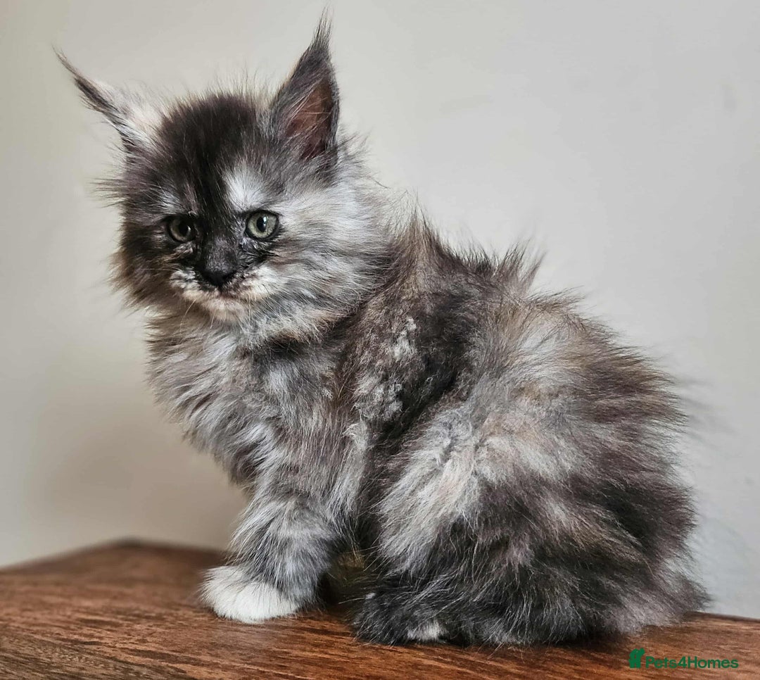 Maine Coon cats for sale: XXL Champion Line Maine Coons – Rare, Very Fluffy! - Advert 8