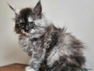 Maine Coon cats - Advert 21