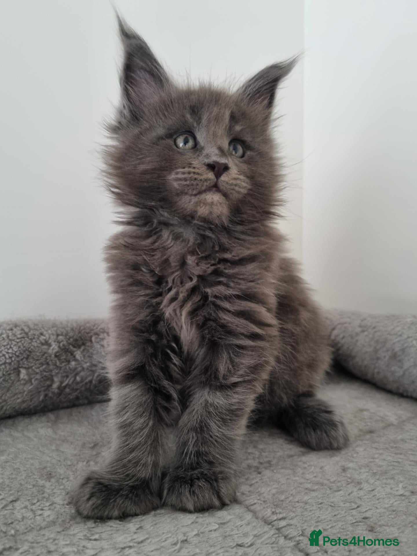Maine Coon cats King size Purebred Maine Coon kittens  - Advert 6
