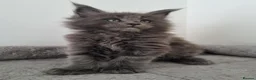 Maine Coon cats for sale: King size Purebred Maine Coon kittens  in Glasgow - Advert 1