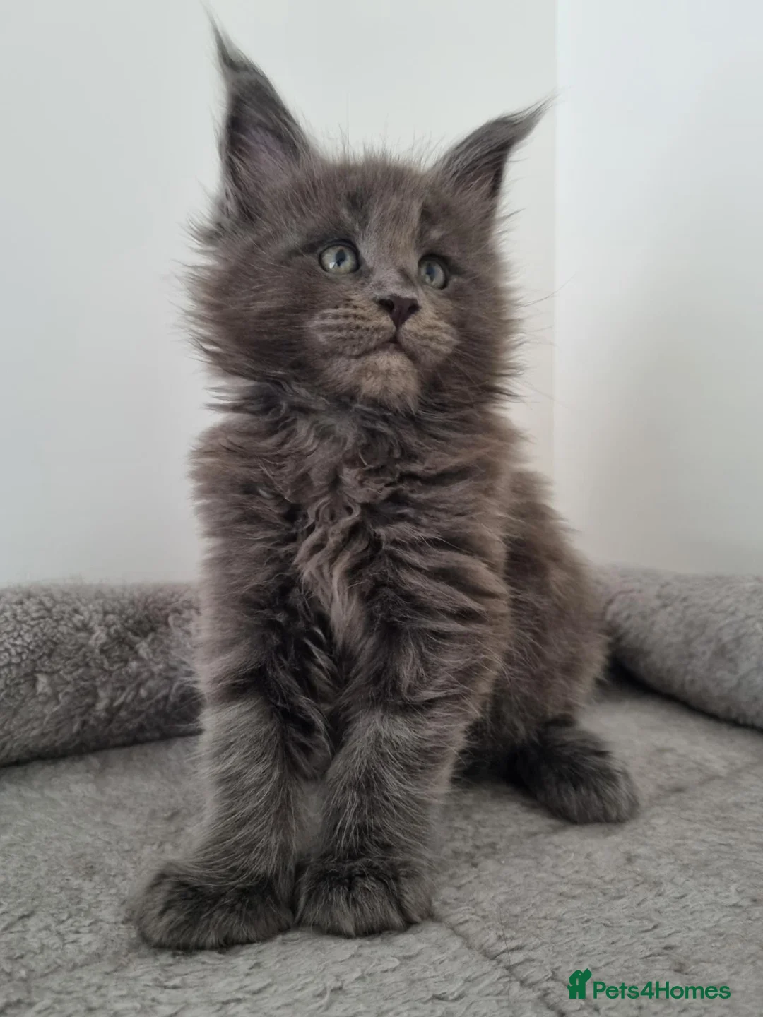 Maine Coon cats for sale: King size Purebred Maine Coon kittens  in Glasgow - Advert 1