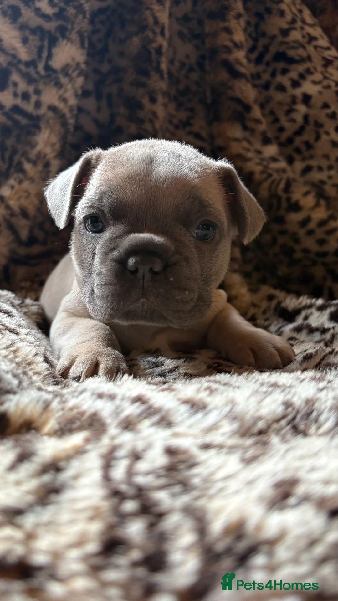 French Bulldog dogs for sale: French bull dog puppies - Advert 9