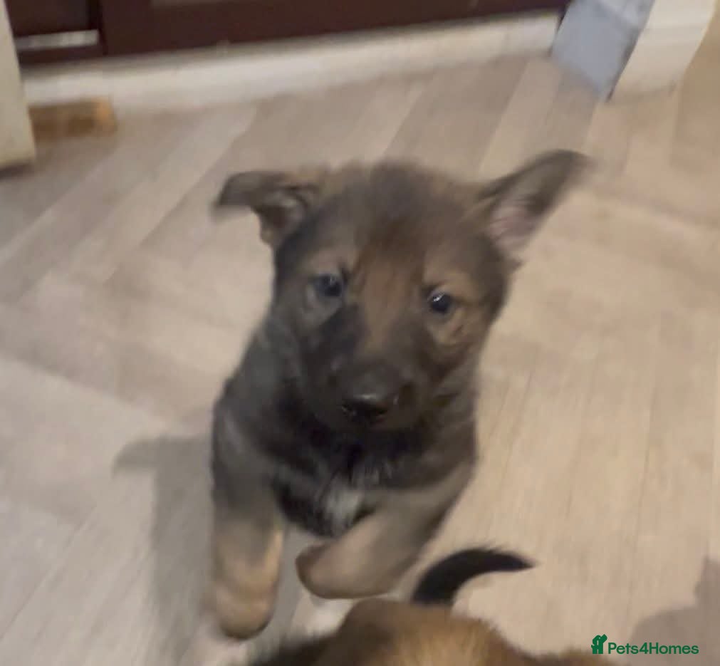 German Shepherd dogs GSD puppies for sale - Advert 16