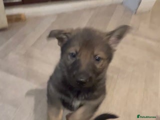 German Shepherd dogs GSD puppies for sale - Advert 16