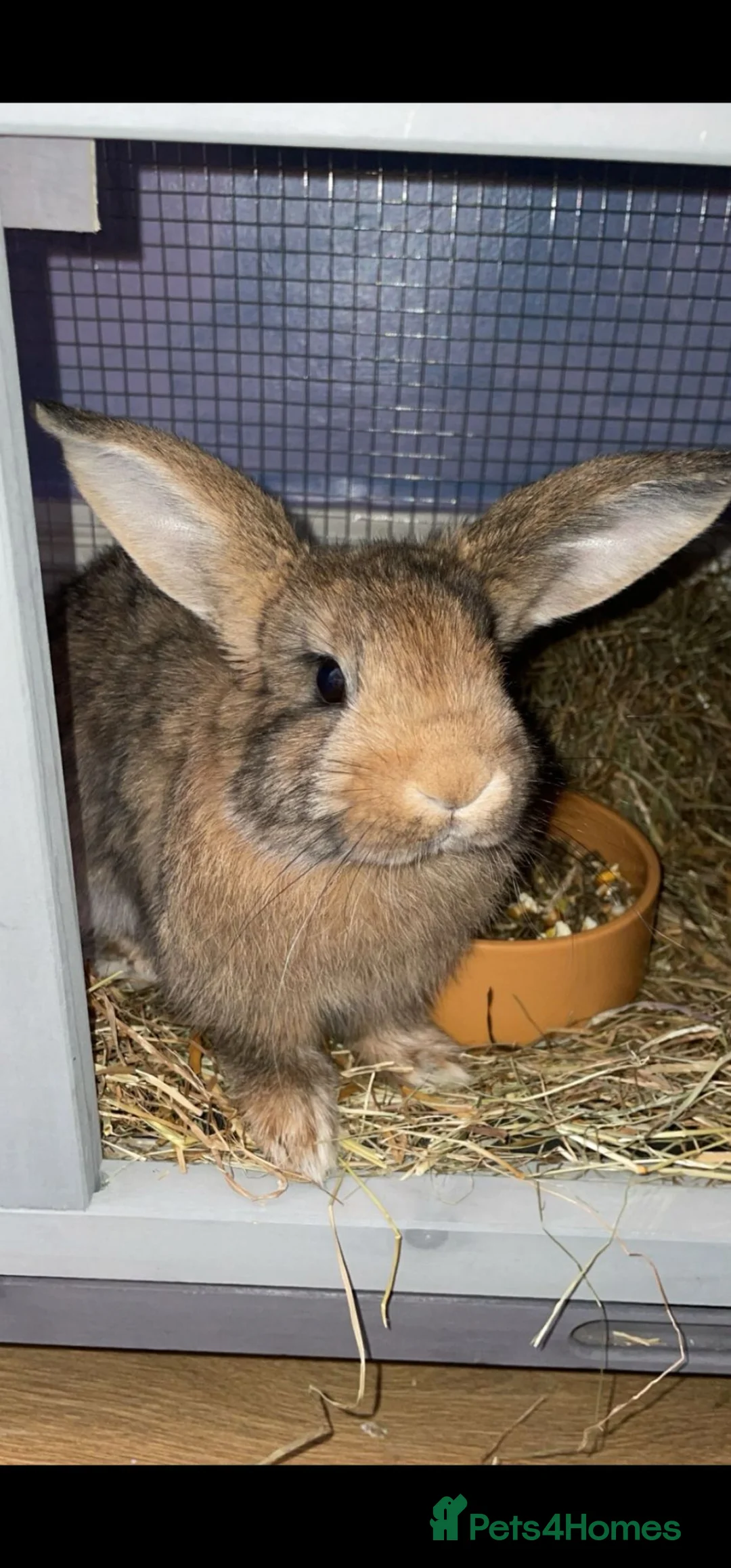 Mixed Breed rabbits for sale: Rabbits for Sale Male black  / Female brown  - Advert 2
