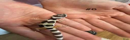 Leopard Gecko reptiles for sale: Baby leopard geckos - Advert 6