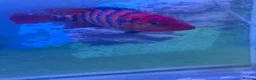 Cichlids fish for sale: Cichlids and catfish for sale (large 2 years old) - Advert 4