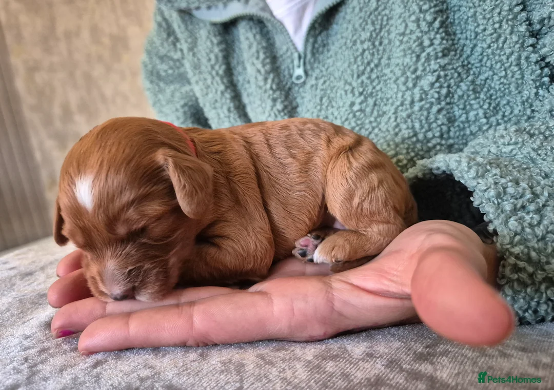 Cockapoo dogs for sale: F1 cockapoos [health tested ) - Advert 2