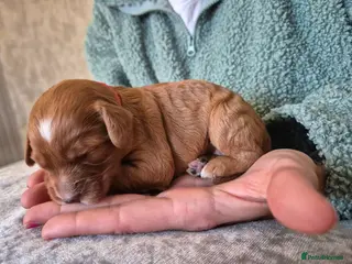 Cockapoo dogs F1 cockapoos [health tested ) - Advert 1