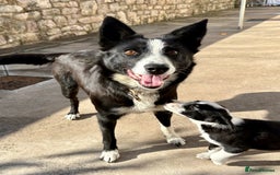 Border Collie dogs for sale: Pure bred, beautiful Border Collie puppies 🖤🤍🐾 - Image 8