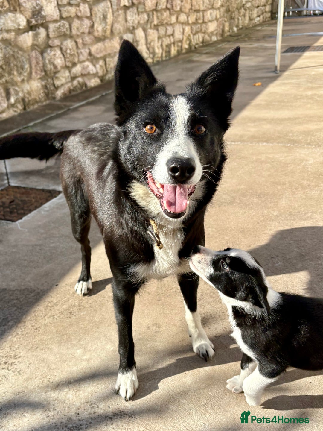 Border Collie dogs for sale: Pure bred, beautiful Border Collie puppies 🖤🤍🐾 - Image 8