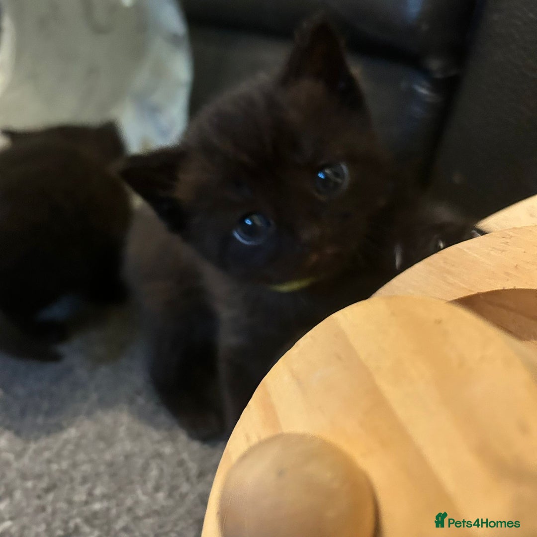 British Shorthair cats for sale: Stunning British Shorthair X Kittens  - Image 9