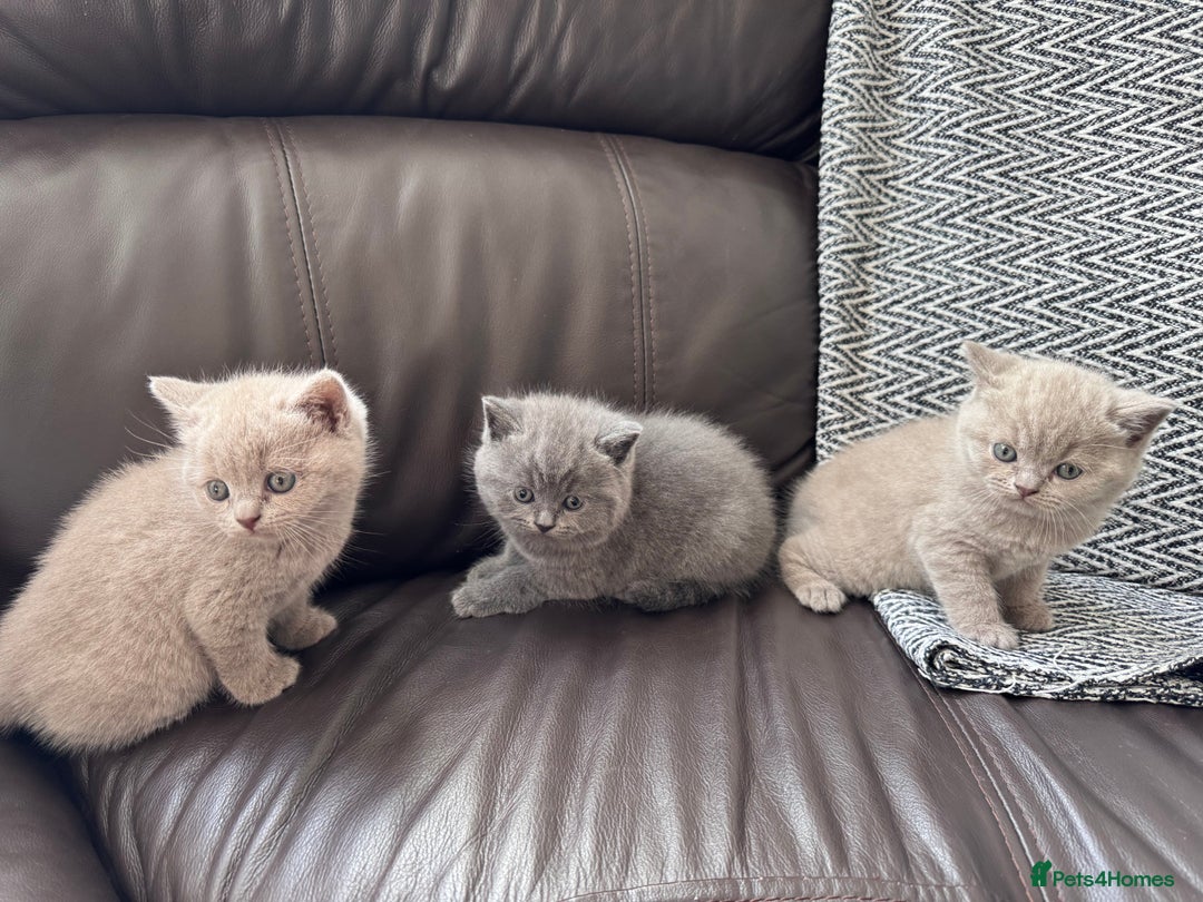 British Shorthair cats for sale: Gorgeous British Shorthair Kittens - Image 3