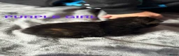 Domestic Shorthair cats for sale: 2 calico female kittens ready to reserve  - Advert 6