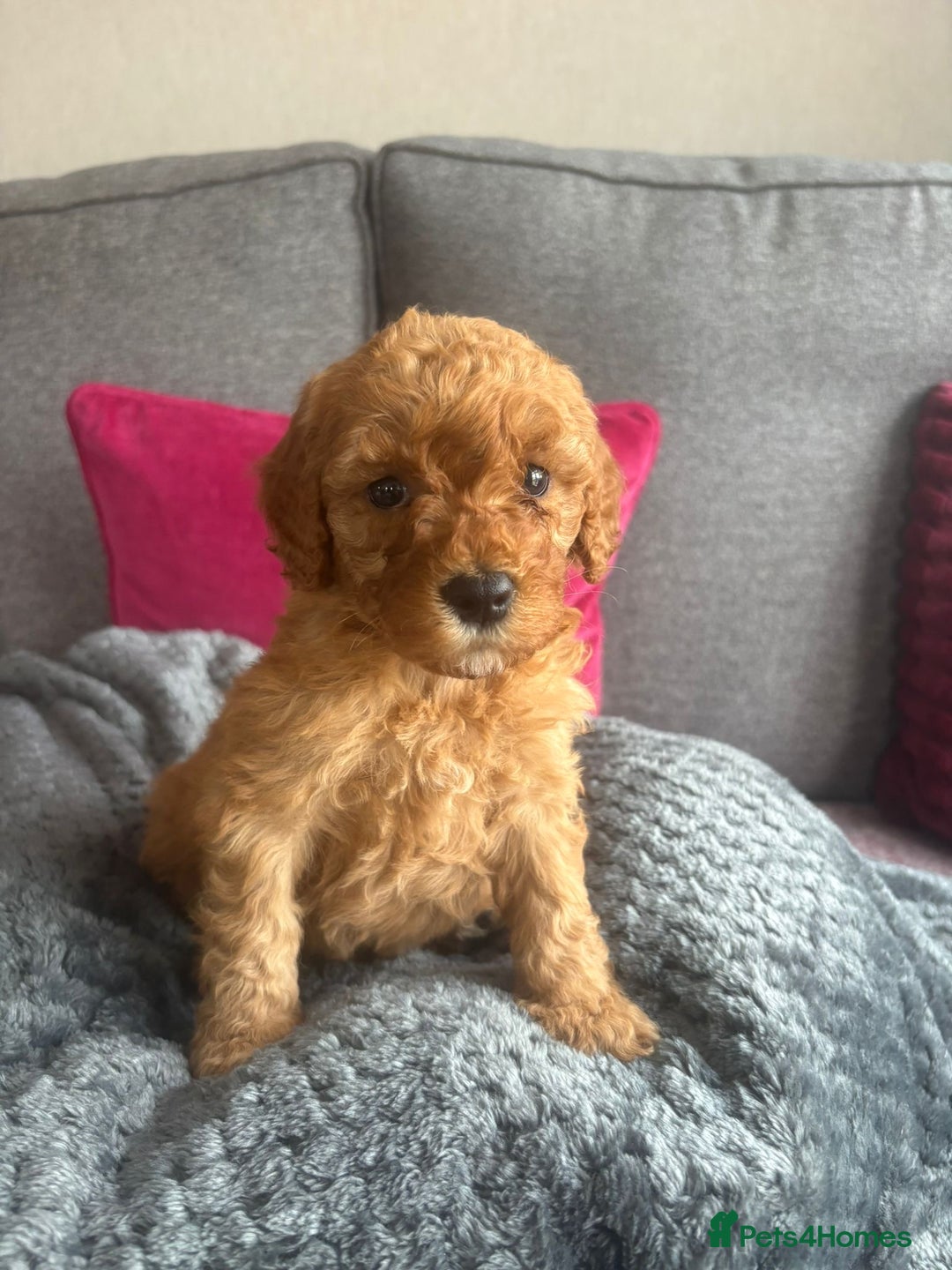 Cockapoo dogs for sale: Stunning F1B Cockapoo puppies - Image 4