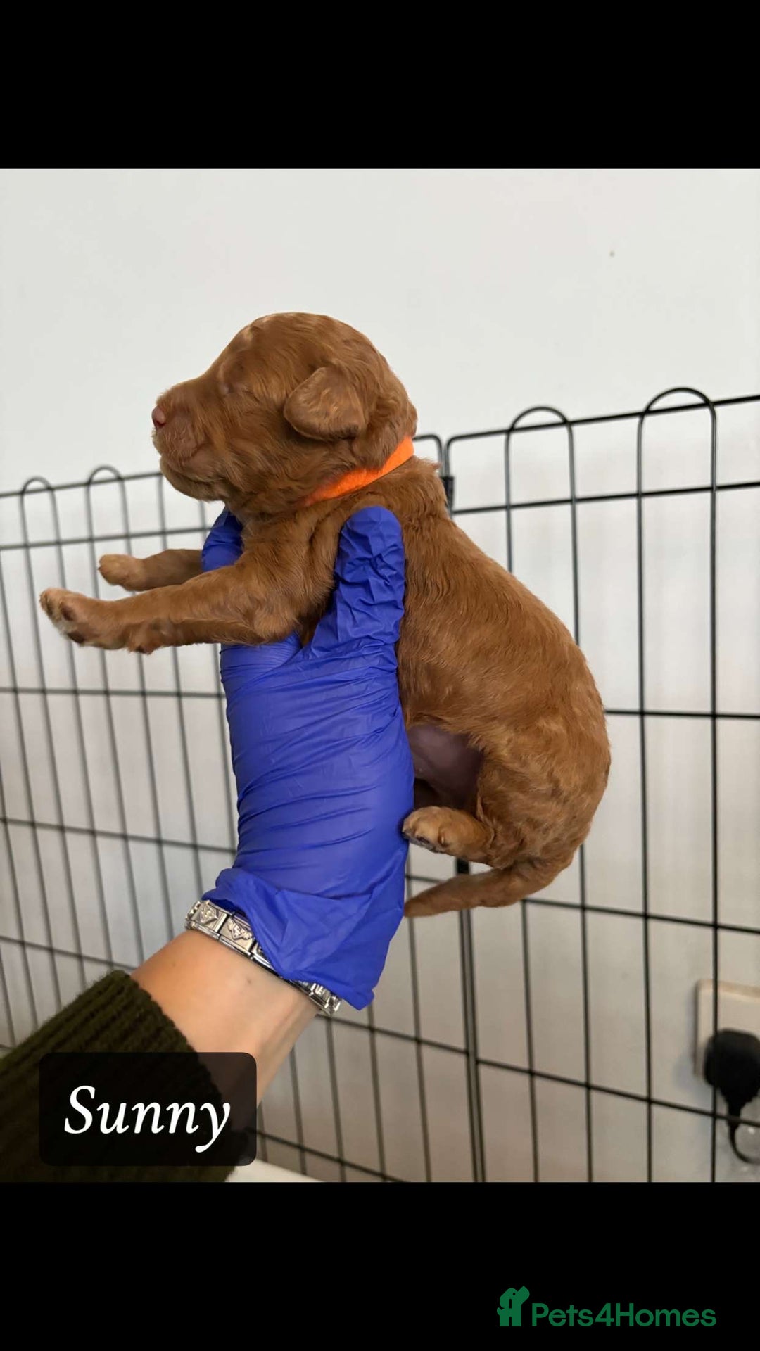 Cockapoo dogs for sale: toy cockapoo pups - Image 7
