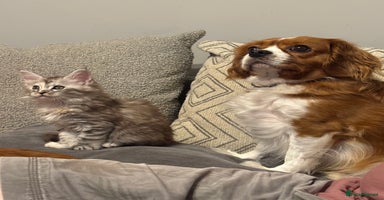 Maine Coon cats - Advert 7