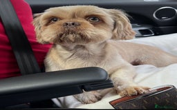 Shih Tzu dogs for sale: 🩷🩷 Stunning Black Shih Tzu Girls 🩷🩷 - Image 11