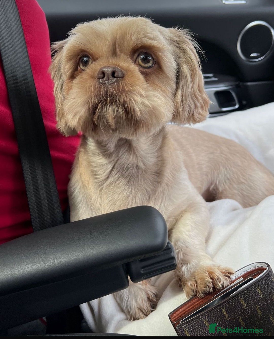 Shih Tzu dogs for sale: 🩷🩷 Stunning Black Shih Tzu Girls 🩷🩷 - Image 11