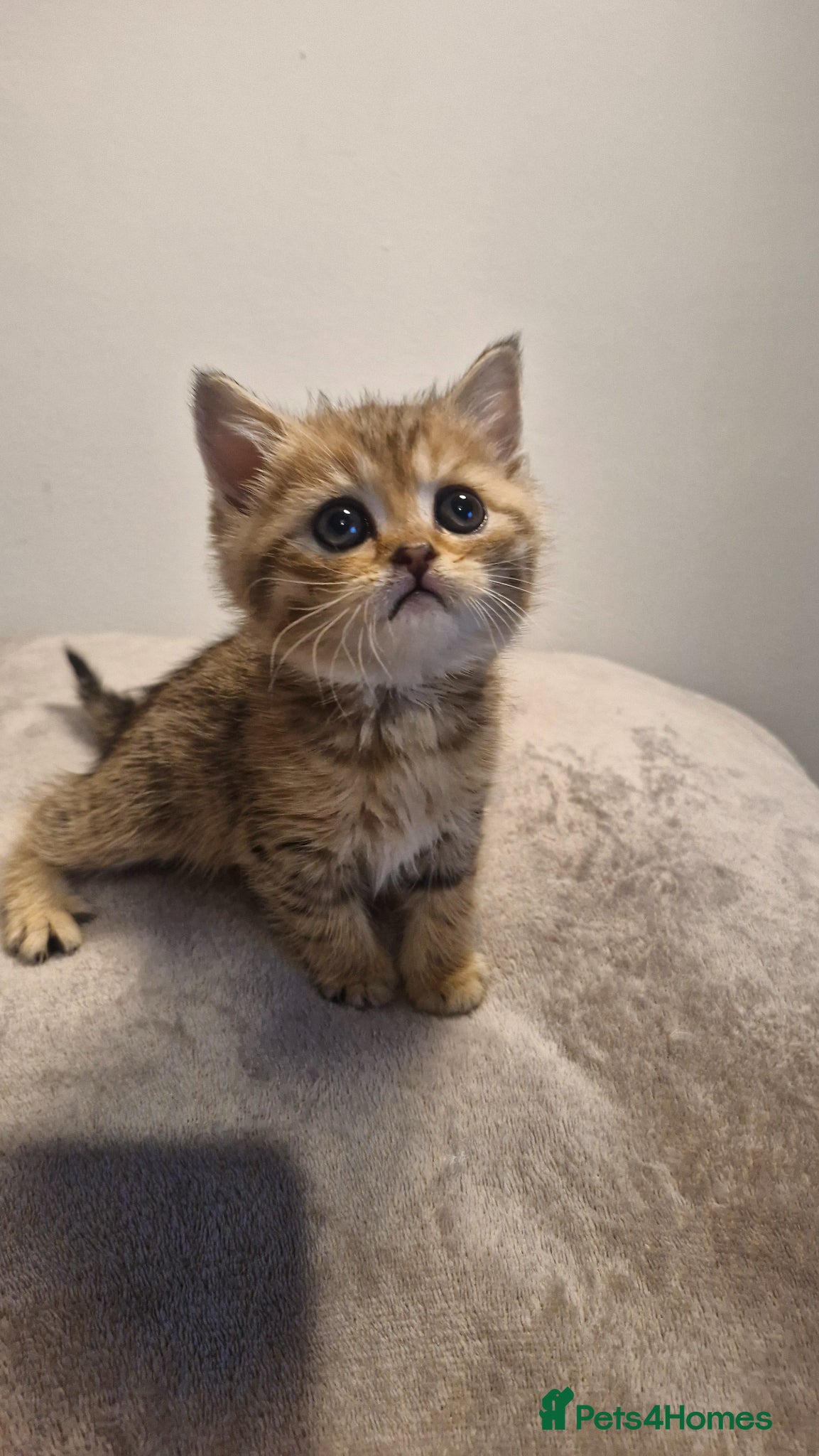 Scottish Fold cats Scottish Fold Kittens – Home Raised, Ready Soon 🐾 - Advert 9