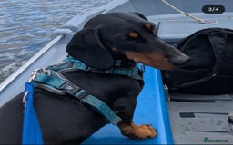 Dachshund dogs for stud: Standard black and tan dachshund for stud  - Image 4