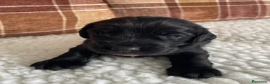 Cocker Spaniel 4