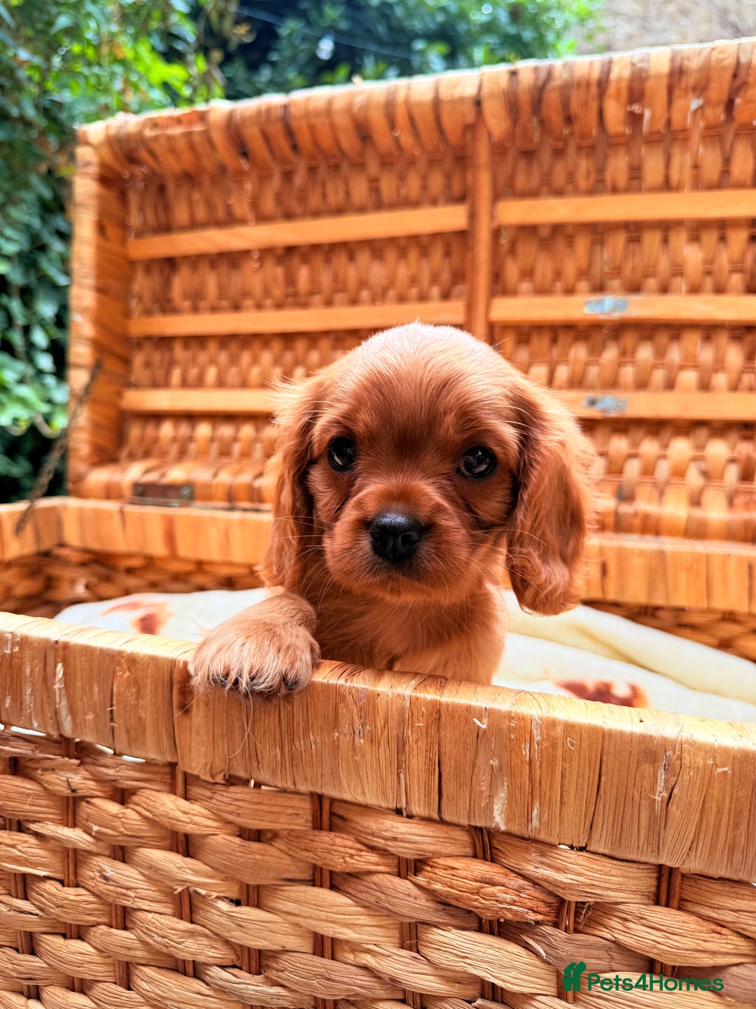 Cavalier King Charles Spaniel dogs for sale: Quality KC Health Tested Ruby CKCS Pups For  Sale - Image 20